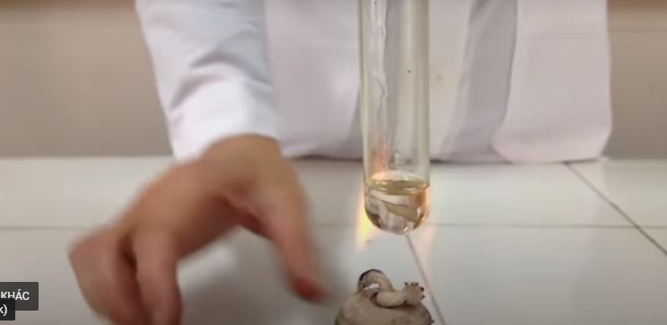 Thí nghiệm sulfur dioxide gas làm mất màu thuốc tím